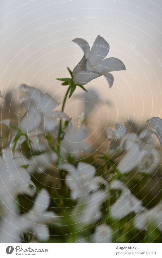 Blümchen... Blume Blüte Gefühle Zufriedenheit Erfolg schön Güte Vorsicht Leben Weisheit Reinheit Hoffnung Fernweh Zusammenhalt Abend Dämmerung Sonnenaufgang