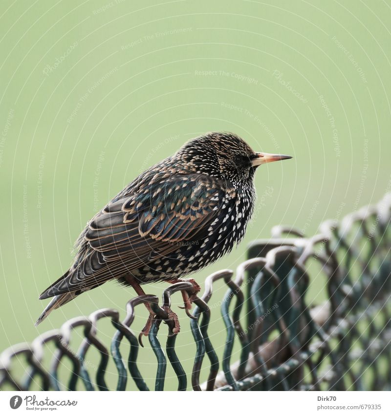 Maschendrahtzaun-König Winter Park Wiese Paris Tier Vogel Star 1 Zaun Drahtzaun Metall festhalten frieren hocken sitzen niedlich Spitze braun gelb grün schwarz