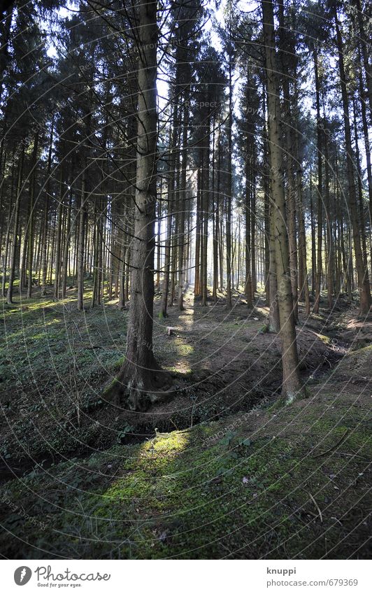 Lichtblick Umwelt Natur Pflanze Erde Sonnenlicht Sommer Herbst Schönes Wetter Wärme Baum Moos Wildpflanze Wald Hügel alt dunkel dünn frisch groß kalt trocken