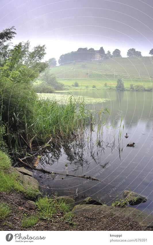 (zu-) Haus am See Umwelt Natur Landschaft Pflanze Tier Erde Wasser Wassertropfen Himmel Wolken Sommer Wetter schlechtes Wetter Regen Gras Sträucher Blatt