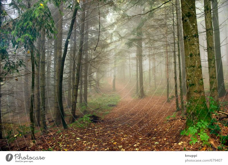 Zauberwald Umwelt Natur Landschaft Pflanze Luft Sonnenaufgang Sonnenuntergang Sonnenlicht Sommer Herbst Schönes Wetter Nebel Baum Sträucher Moos Blatt