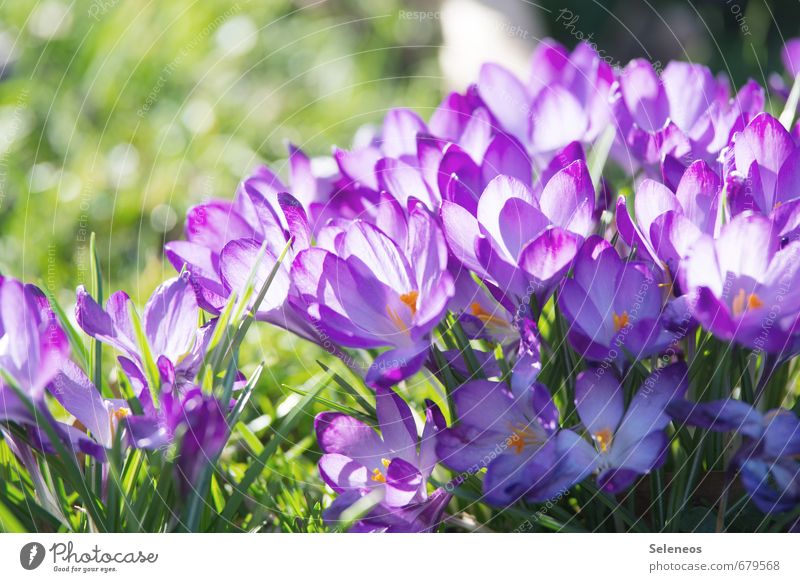 Geschlossene Gesellschaft Umwelt Natur Pflanze Frühling Schönes Wetter Blume Gras Blatt Blüte Krokusse Garten Park Wiese Blühend violett Frühlingsblume