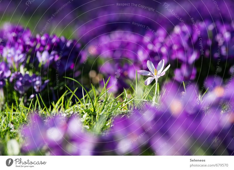 nachzügler Umwelt Natur Erde Frühling Schönes Wetter Pflanze Blume Gras Blüte Grünpflanze Krokusse Garten Park Wiese Blühend nah natürlich Farbfoto