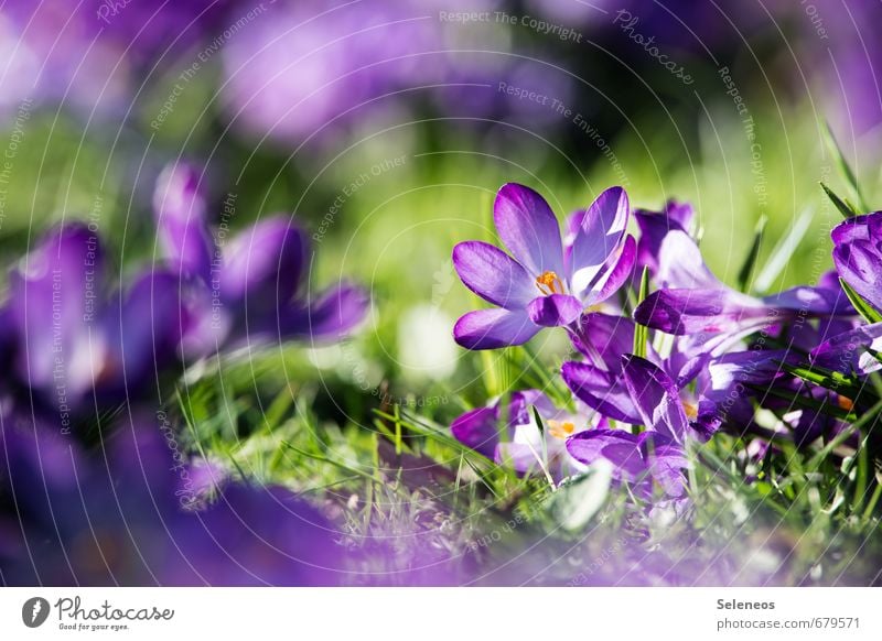 Unikat Umwelt Natur Landschaft Frühling Wetter Schönes Wetter Pflanze Blume Gras Blatt Blüte Krokusse Frühblüher Garten Park Wiese Blühend klein nah natürlich