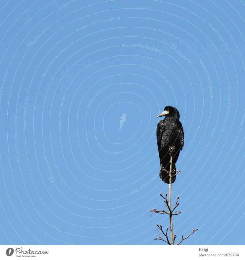 Wachposten... Umwelt Natur Pflanze Tier Frühling Schönes Wetter Baum Zweig Vogel Rabenvögel 1 Blick sitzen ästhetisch natürlich blau braun schwarz Zufriedenheit