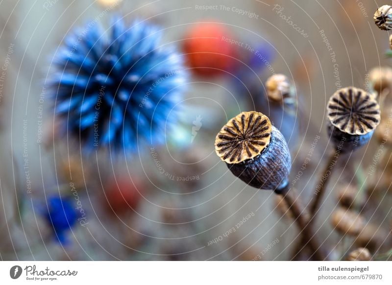 . Pflanze Blume Hanf Distel Distelrosette Blumenstrauß schön natürlich stachelig trocken wild blau Natur Vergänglichkeit Unschärfe Mohnkapsel Trockenblume