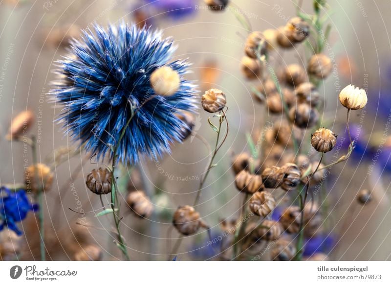 * Pflanze Gras Grünpflanze Wildpflanze Distelrosette Hanf Blumenstrauß dehydrieren blau Natur Vergänglichkeit stachelig durcheinander unruhig natürlich Farbfoto