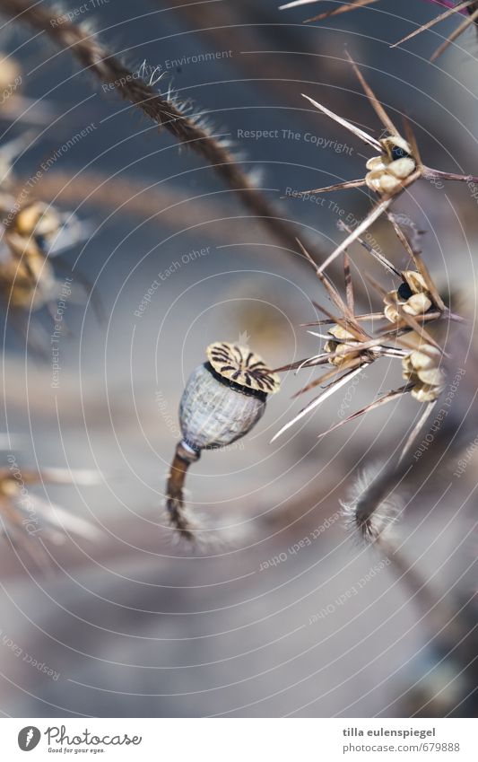 * Umwelt Natur Pflanze Sonnenlicht Winter Blume kalt blau grau Verfall Vergänglichkeit dehydrieren trocken Trockenblume Mohn Mohnkapsel Stachel Farbfoto