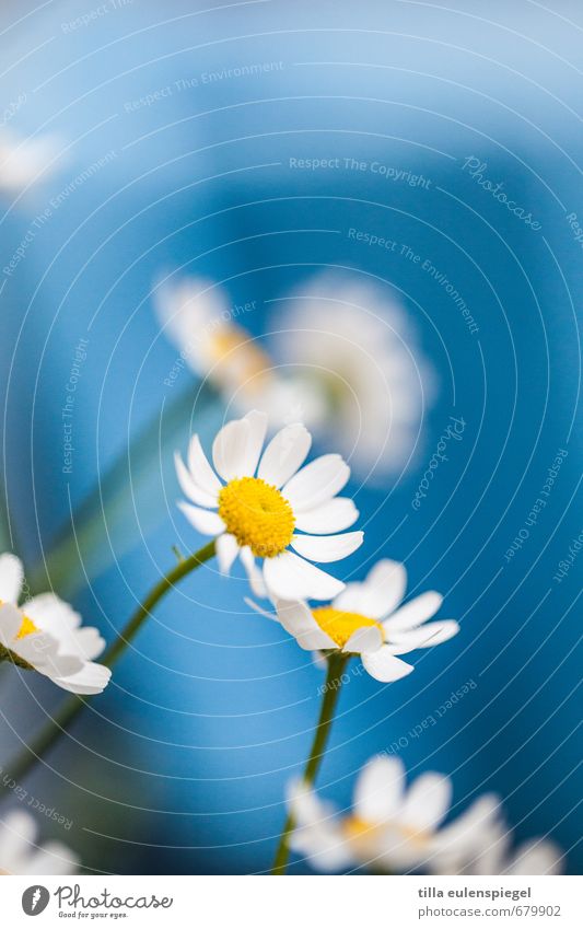 blauweißchen Pflanze Blume Blüte Grünpflanze Blühend natürlich Frühlingsgefühle Farbe Natur pflanzlich Kamille Kamillenblüten Unschärfe Farbfoto Makroaufnahme