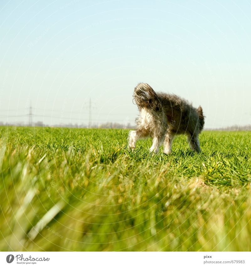 (s)chiller | ich bin dann mal weg Freiheit Sonne Pflanze Himmel Wolkenloser Himmel Schönes Wetter Gras Grünpflanze Wiese Feld grauhaarig Locken Haustier Hund 1