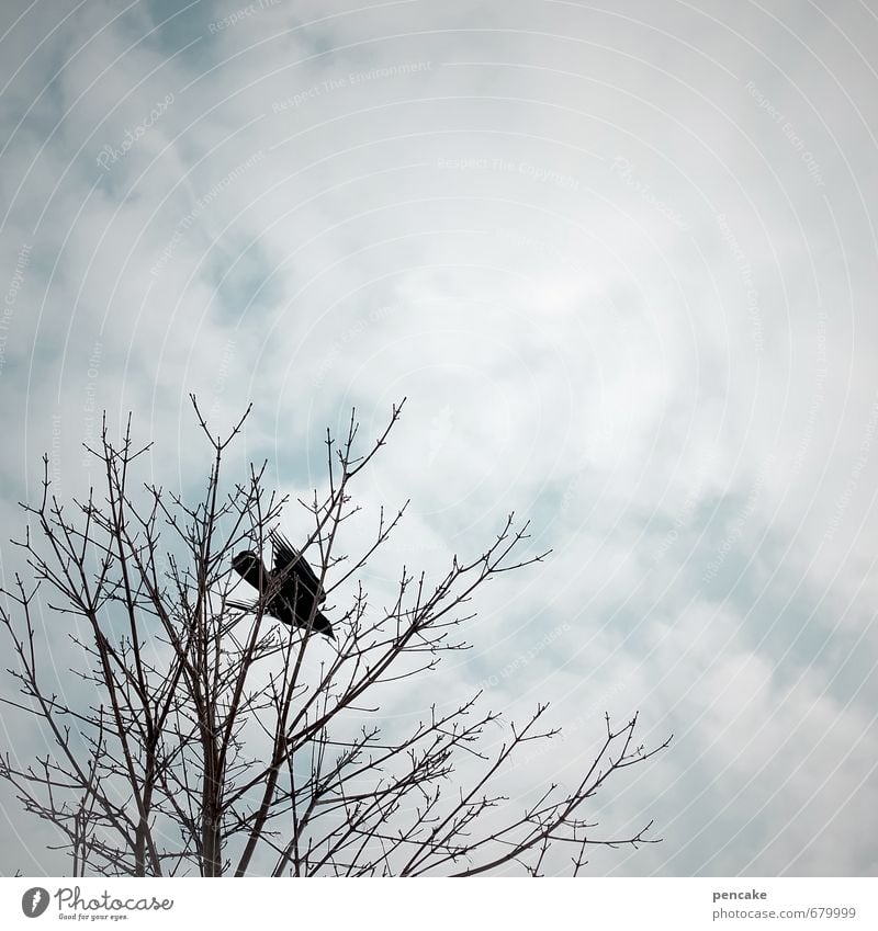 flugstunde Natur Urelemente Himmel Wolken Frühling Winter Baum Tier Vogel 1 Zeichen Bewegung fliegen Beginn lernen Perspektive Selbstständigkeit Wunsch Ziel Ast