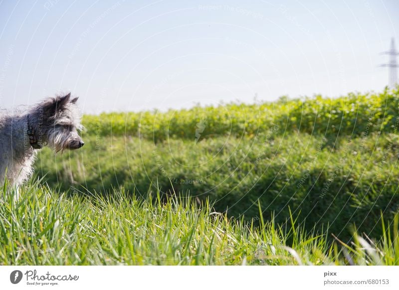 (s)chiller | ich sehe was was du nicht siehst Jagd Ausflug Natur Pflanze Wolkenloser Himmel Sonne Sonnenlicht Schönes Wetter Gras Wiese Feld Menschenleer Tier