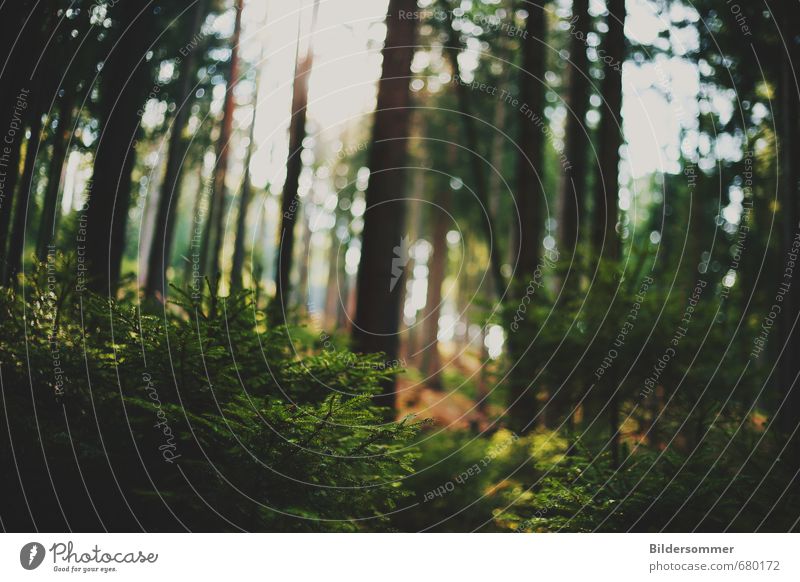 Woodland Solitude Umwelt Natur Landschaft Pflanze Sonne Sonnenlicht Baum Wald Stimmung Schutz Geborgenheit Leben Weisheit Ausdauer Stress Abenteuer Senior