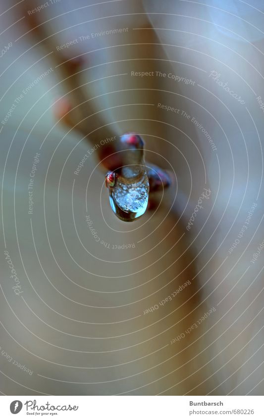 Eistropfen Wasser Wassertropfen Winter Frost Pflanze Zweig Zweige u. Äste Trieb Blütenknospen kalt nass natürlich blau Natur Farbfoto Außenaufnahme Nahaufnahme