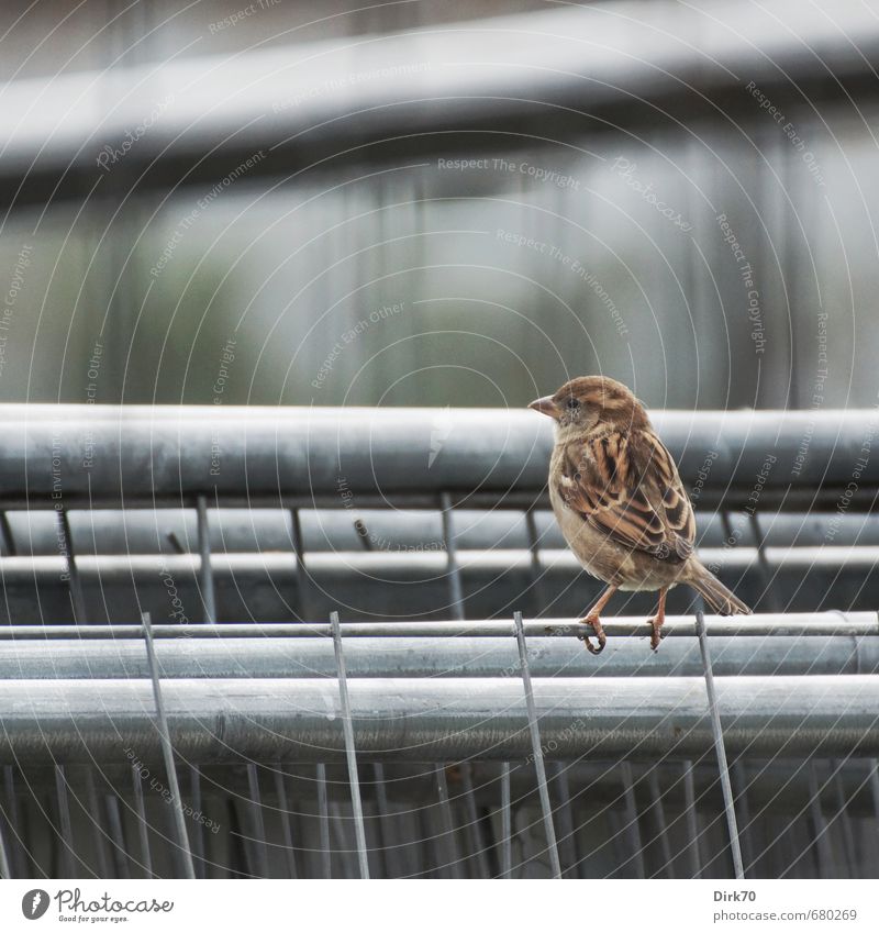 Bauzaun-Balance Baustelle Tier Stadt Wildtier Vogel Spatz Haussperling feminin Weibchen 1 Zaun Gitter Metall Stahl Linie sitzen dünn kalt braun grau schwarz