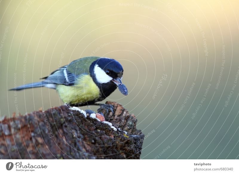 Kohlmeise essen Sonnenblumenkern Essen schön Winter Garten Natur Tier Park Vogel füttern klein niedlich wild gelb Appetit & Hunger Überleben Titte Lebensmittel