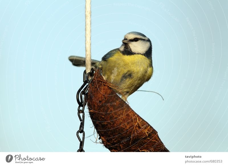 wunderschöne Blaumeise auf Kokosnuss-Feeder Winter Natur Tier Vogel klein nachhaltig niedlich wild blau gelb Farbe Titte Zuführung Tierwelt Fett Lebensmittel