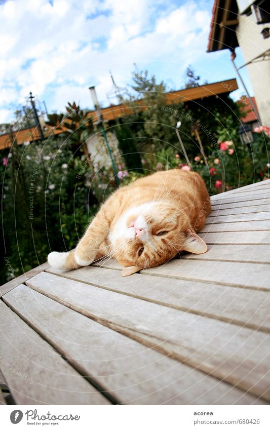 Das Leben Ist Schön Garten Tier Haustier Katze 1 Holz Erholung genießen liegen Tierliebe Tisch bequem Farbfoto Außenaufnahme Tag Schwache Tiefenschärfe