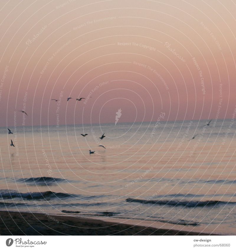 upper polski eastcoast Wohlgefühl ruhig Ferne Sommer Sonne Sonnenbad Strand Meer Wellen Natur Landschaft Pflanze Tier Sand Luft Wasser Himmel Wolkenloser Himmel