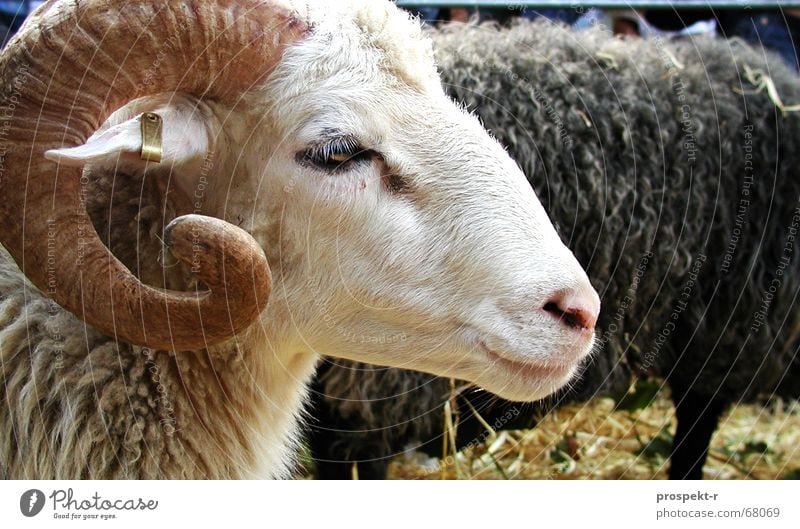 Wer ist der Gärtner? Bock Schaf Ziegen Silhouette Stroh Tier niedlich Knopf im Ohr Geißbock Profil Horn Schwarzweißfoto steifftier steiff-tier