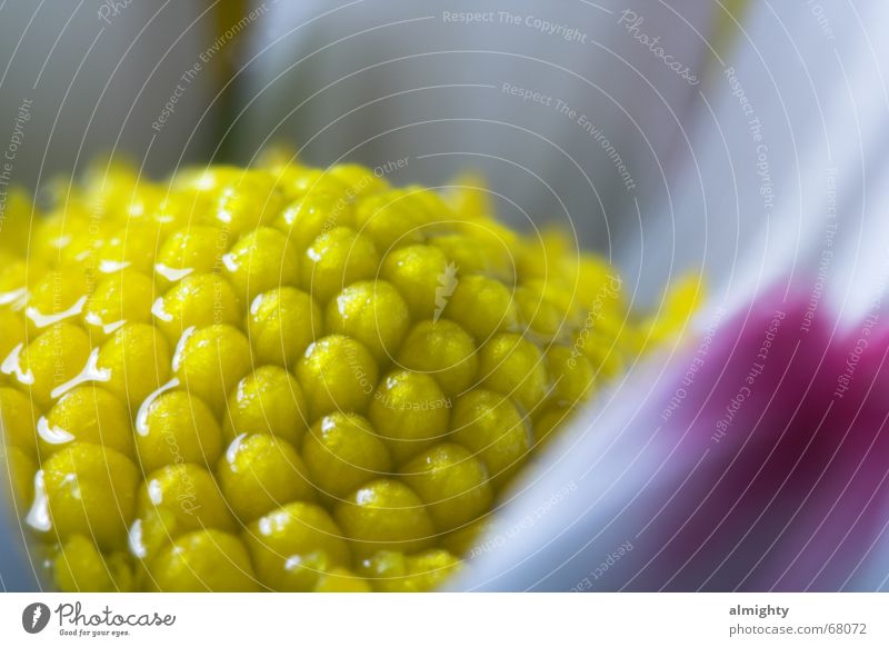 Gänseblümchen Blume Blüte gelb Makroaufnahme Natur Nahaufnahme Regen Wassertropfen