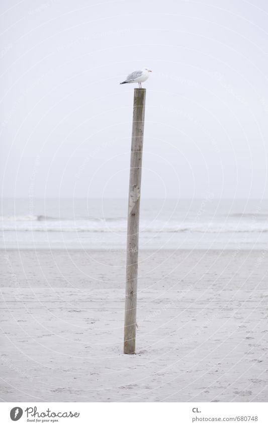 möwe Ferien & Urlaub & Reisen Tourismus Freiheit Strand Meer Insel Wellen Umwelt Natur Landschaft Sand Himmel Wolken Küste Nordsee Tier Wildtier Vogel Flügel