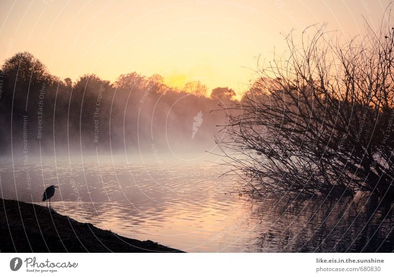 angler- glück. Umwelt Natur Landschaft Urelemente Wasser Herbst Klima Schönes Wetter Nebel Baum Wald Küste Seeufer Flussufer Nordsee Ostsee Meer Vogel Angeln