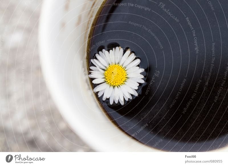 Fehl am Platz Lebensmittel Kaffeetrinken Getränk Heißgetränk Tasse Becher Gänseblümchen Kaffebecher Zeichen Blümchenkaffee beobachten Erholung genießen verblüht