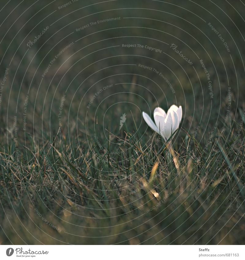 mit dem ersten Sonnenstrahl blüht der erste Frühlingskrokus Krokus heimisch heimische Wildpflanze Frühblüher heimische Pflanzen blühende Frühlingsblume