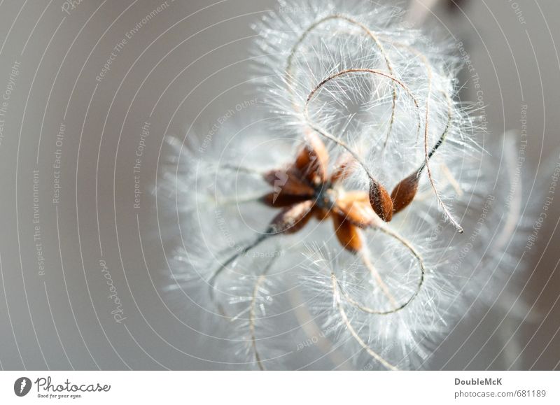 Engelsglöckchen Natur Pflanze Frühling Winter Schönes Wetter hängen streichen Tanzen außergewöhnlich dünn elegant hell lang natürlich positiv rund schön braun