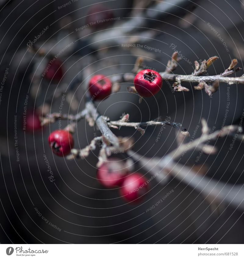 Beerig Natur Pflanze ästhetisch dunkel klein natürlich trocken braun rot Gift Beeren Beerensträucher Sträucher Zweig Frucht winterfest Farbfoto Gedeckte Farben