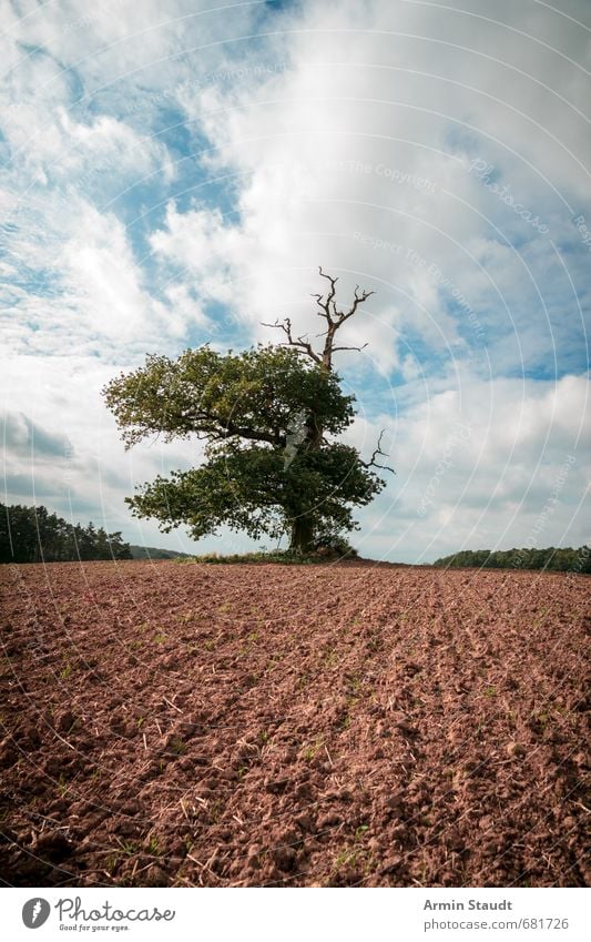 Tausenjährige Eiche auf einem Acker wandern Natur Landschaft Erde Himmel Frühling Schönes Wetter Wind Baum Feld alt dunkel Ferne groß historisch natürlich blau