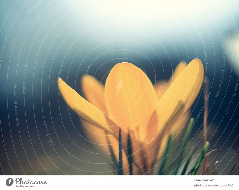 Crocus Umwelt Natur Pflanze Frühling Blume Blüte Krokusse Garten Wiese Blühend schön blau gelb Frühblüher Sonnenbad Farbfoto Außenaufnahme Nahaufnahme