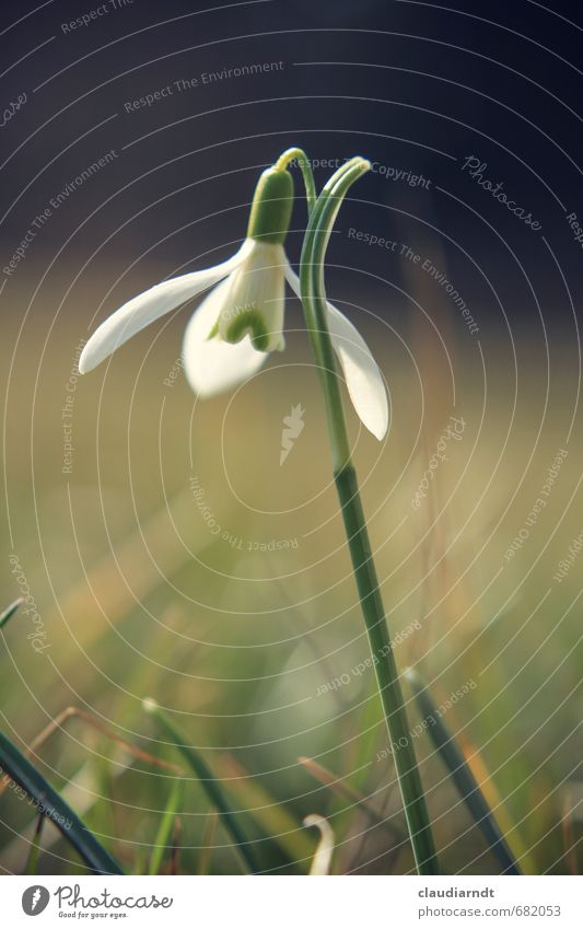 Galanthus Natur Pflanze Frühling Blume Blatt Blüte Schneeglöckchen Garten Wiese Blühend Wachstum schön grün weiß zartes Grün Frühblüher Frühlingsblume Farbfoto