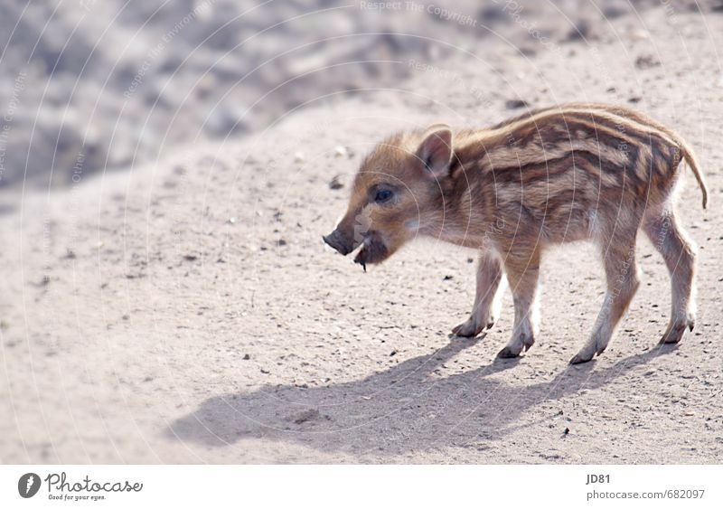 Einsames Schweinerl Jagd Frühling Wald Tier Wildtier Zoo 1 Tierjunges füttern gehen klein natürlich Neugier niedlich braun grau weiß Farbfoto Gedeckte Farben