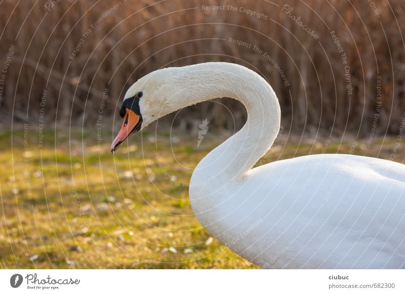 geht es da zum schwanensee? exotisch Natur Tier Frühling Park Wiese Seeufer Schilfrohr Wildtier Schwan 1 gehen laufen authentisch frech groß natürlich Neugier