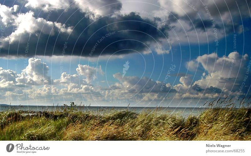 Schnell weg bevor es regnet Wolken Meer Strand Gras Horizont Segeln Regen Wasser Stranddüne Himmel blau