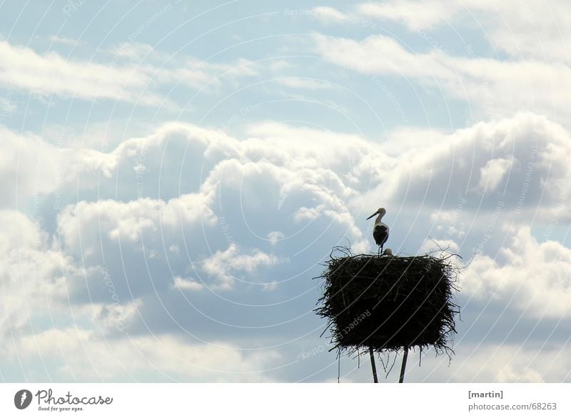 Fernweh Ferne Gegenlicht Nachkommen Nest ruhig Schwarzstorch Sehnsucht Storch Horst Tier Vogel weiß Wolken Himmel Abend Abenddämmerung blau Blick frei friedlich