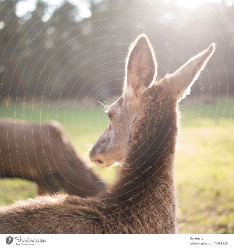 Suche Bock... Natur Pflanze Tier Gras Wiese Wald Wildtier Hirschkuh beobachten drehen braun grün Wachsamkeit ruhig Selbstbeherrschung Wildpark Herde Farbfoto