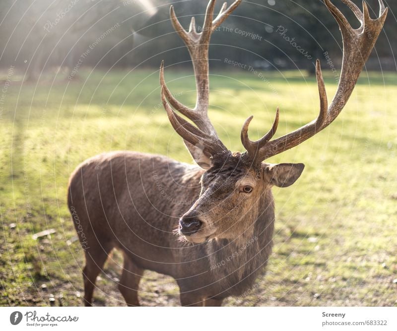 Hab Bock... Natur Pflanze Gras Wiese Wald Wildtier Hirsche 1 Tier Horn wild braun grün Wachsamkeit ruhig Selbstbeherrschung Auge beobachten Wildpark Farbfoto