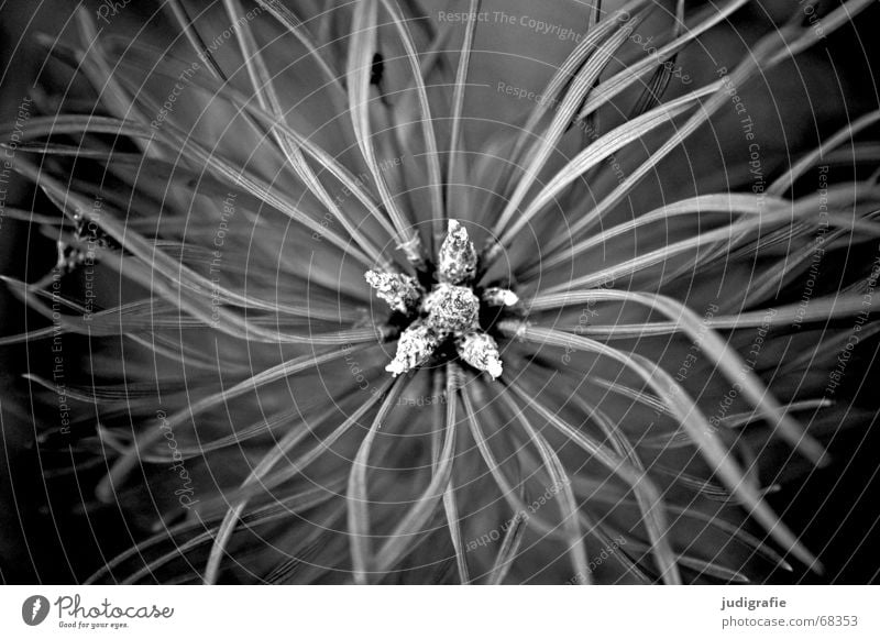 Kiefer Wald-Kiefer Nadelbaum Pflanze Baum Sträucher grün braun Sommer stachelig schwarz Schwarzweißfoto nadelholz Immergrüne Pflanzen kurztrieb leitbündel Zweig