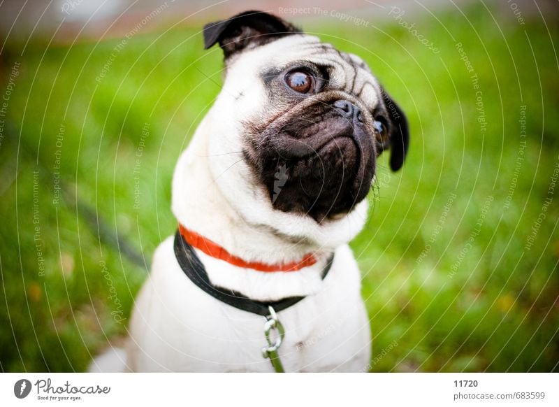 Bitte ein Leckerli Gras Tier Haustier Hund Tiergesicht 1 Tierjunges Fressen Blick sitzen Traurigkeit Freundlichkeit gut kuschlig klein Sympathie Freundschaft