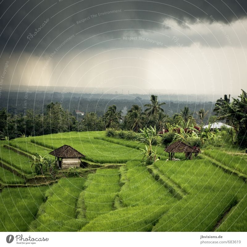 frisch gegossen Natur Landschaft Himmel Wolken Regen Pflanze Nutzpflanze Reis Reisfeld Haus Hütte grau grün Ferne Terrasse Essen Weltkulturerbe Farbfoto