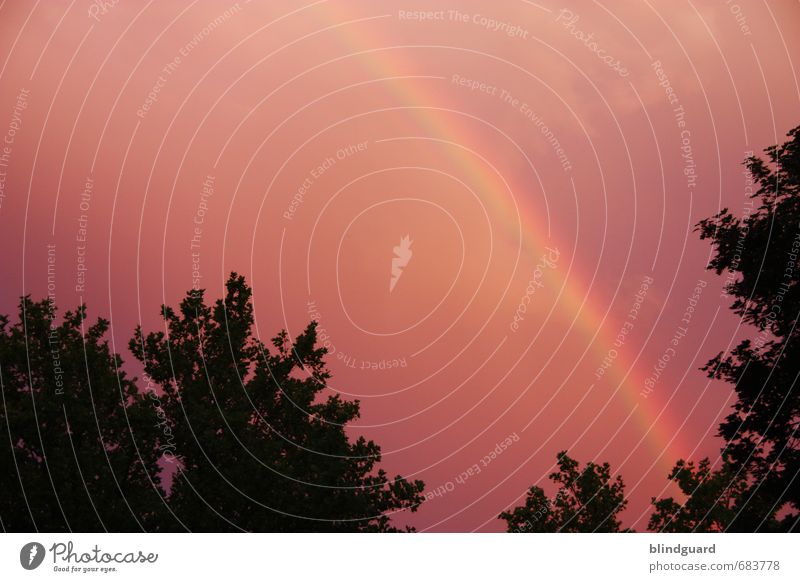 Rainbow in the dark Pflanze Luft Himmel Wolken Nachthimmel Sonnenaufgang Sonnenuntergang Sommer Wetter Regen Gewitter Baum Blatt Garten Park ästhetisch