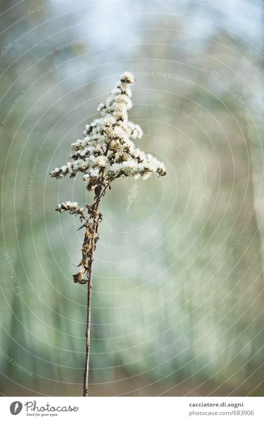 Alleine Natur Pflanze Herbst Schönes Wetter Wildpflanze Wald dünn einfach exotisch Freundlichkeit lang trocken blau grau grün standhaft bescheiden sparsam