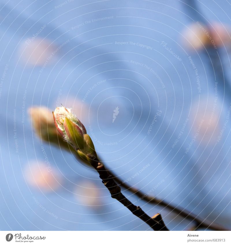 der holde Lenz Natur Pflanze Himmel Frühling Schönes Wetter Baum Blüte Blütenknospen Felsenbirne Zweig Garten Blühend positiv blau rosa Frühlingsgefühle