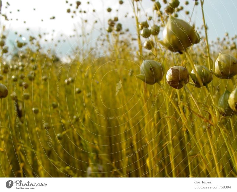 Lein(en) los! Wiese Wolken Gras Halm Feld chaotisch Rohstoffe & Kraftstoffe Landwirtschaft grün gelb Bekleidung Stoff Muster Stimmung durcheinander Zukunft