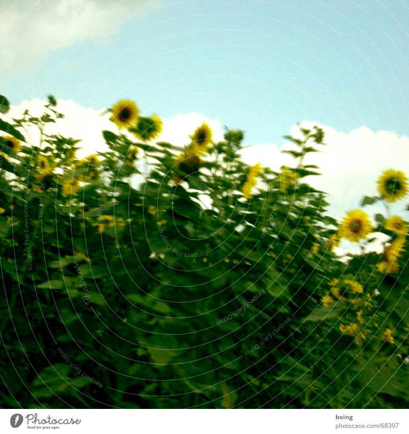 den Tag mit Blumen starten Sonnenblume Feld Sonnenblumenöl Blüte Samen Himmel Ackerbau Sommer lachen Ernte Blühend Freude bündnis 90 - die grünen holger