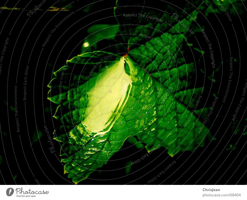 Titellos schön Wellness Erholung ruhig Spiegel Zoo Natur Wasser Wassertropfen Blatt Urwald träumen nass grün beads water drip sheet sheets dream wet wetness