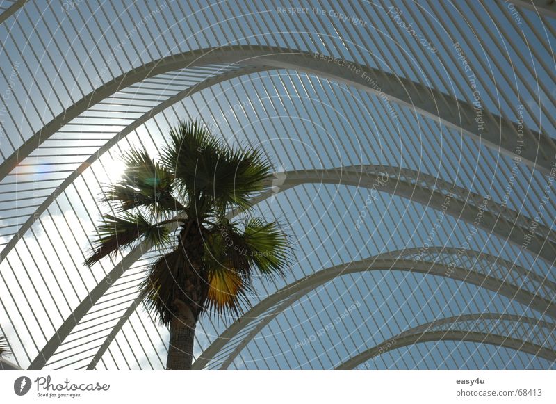 Underpalm Palme Sommer träumen Außenaufnahme alicante Architekt Sonne Himmel Metall